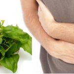 El llantén y sus usos terapéuticos